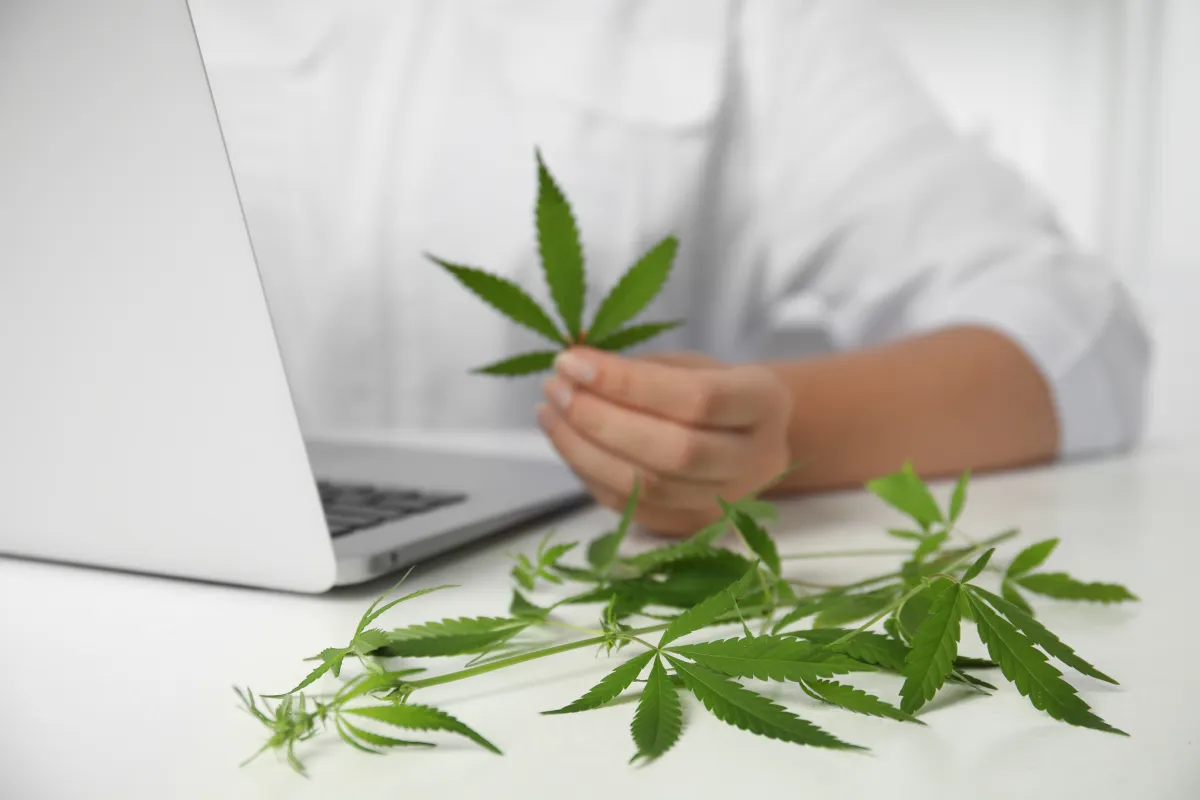 Close-up of a cannabis plant